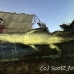 crocodile_american_nc_jar_h_0263_cub2602.jpg